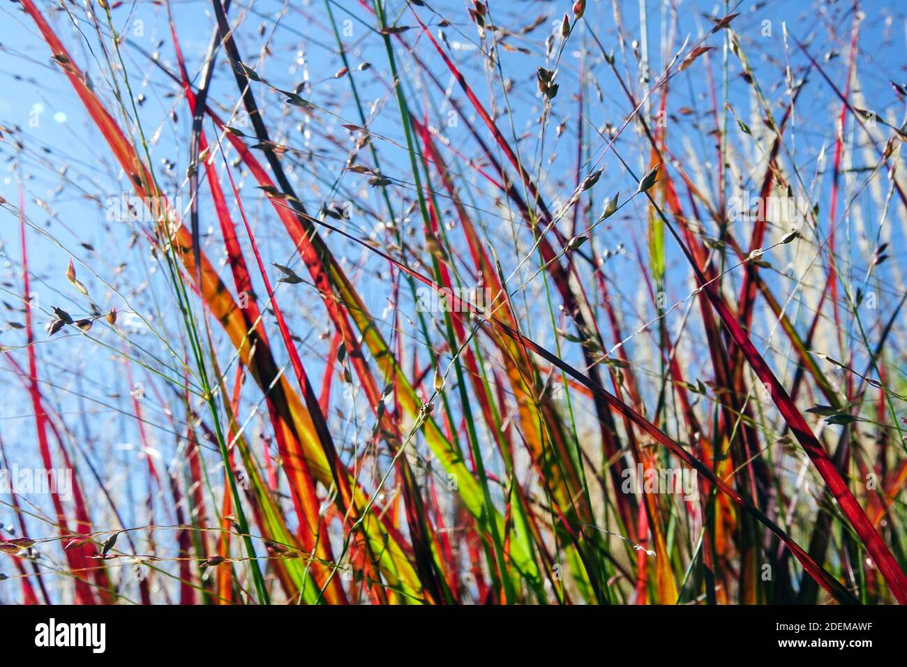 Modern garden grasses Ornamental grass against blue sky Panicum