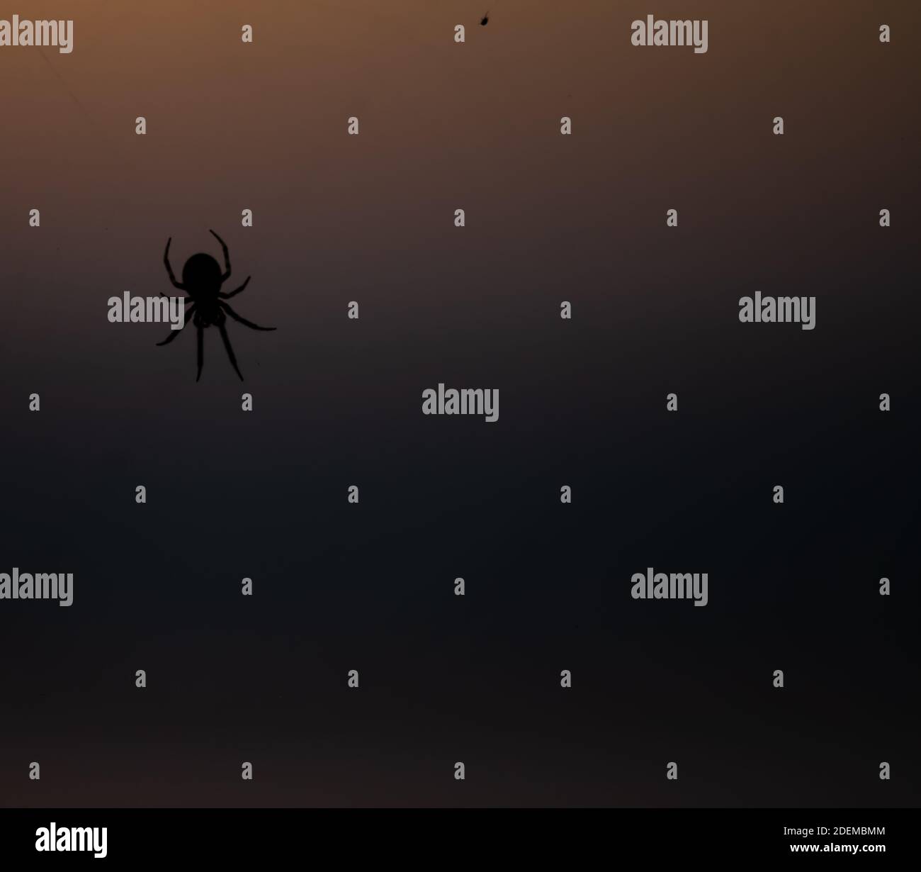 Spider web silhouette at sunset hi-res stock photography and images - Alamy