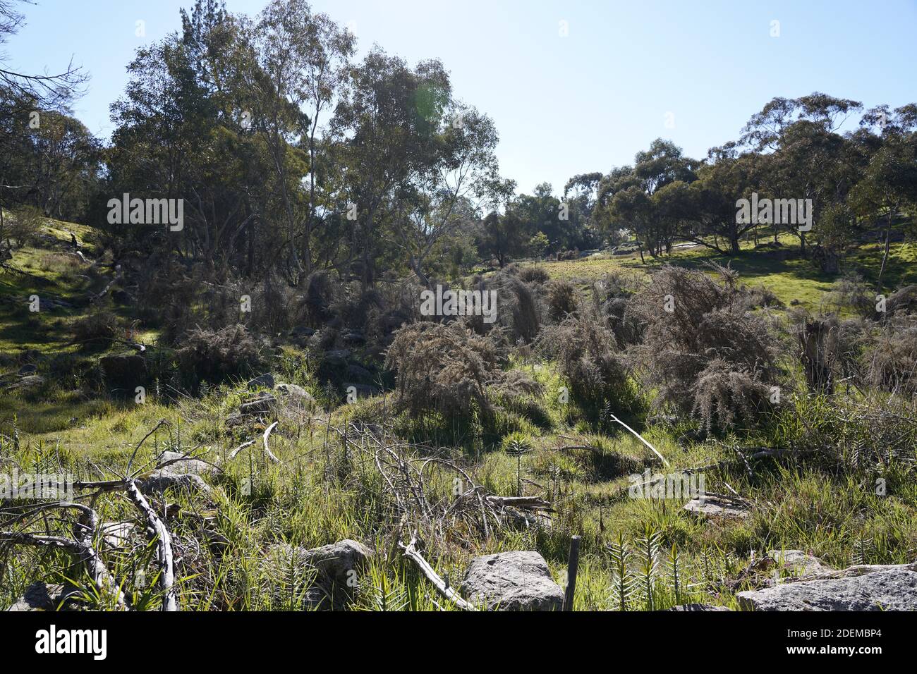 Native goldfield bushland in Mt. Pilot National Park, Victoria