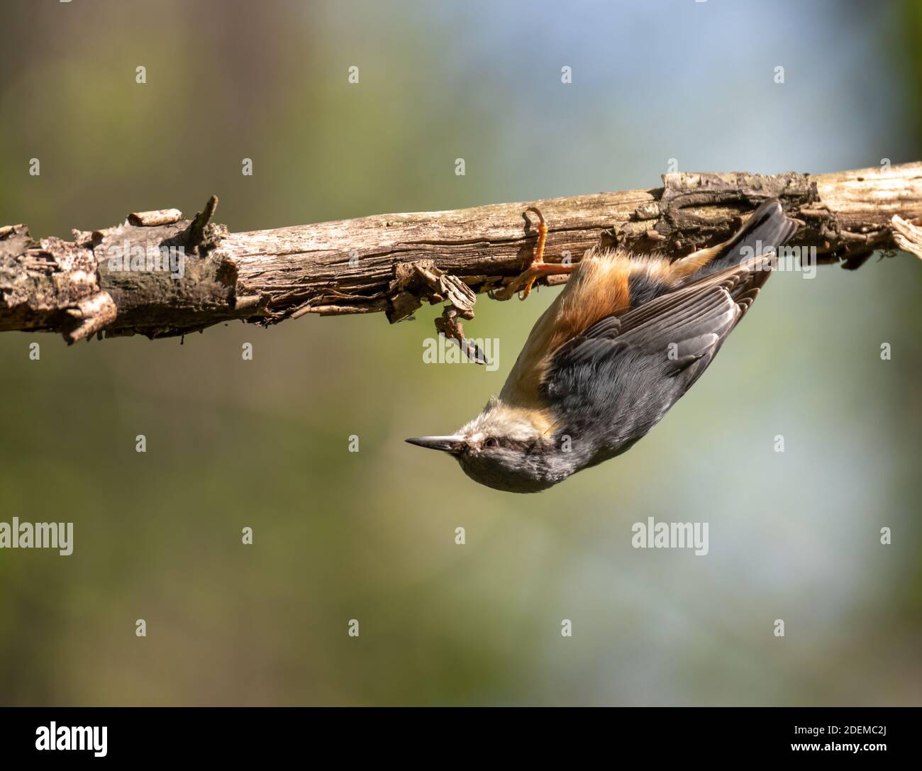 Sitta europaea, Eurasian nuthatch, Clinging Upside down to a Branch, Transylvania, Romania Stock Photo