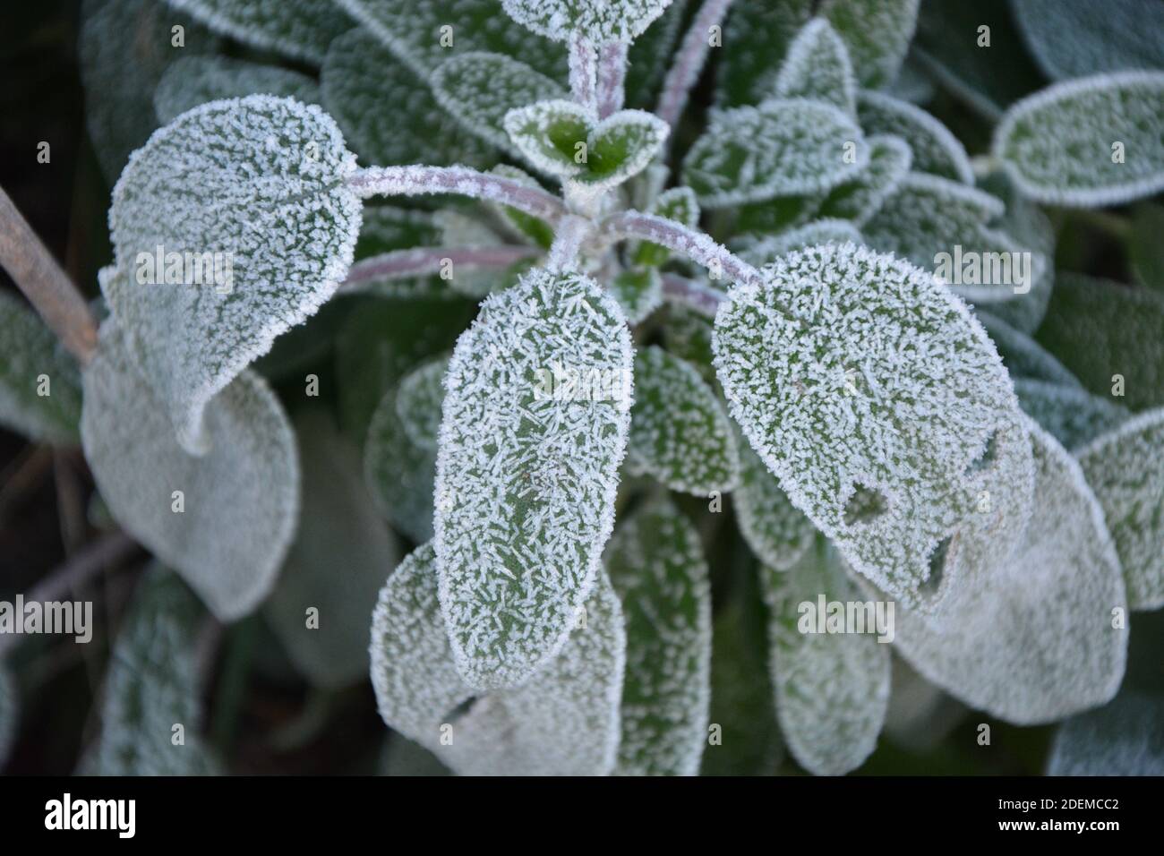 Blumen im Eis ice flowers flowers and herbs covered with hoarfrost