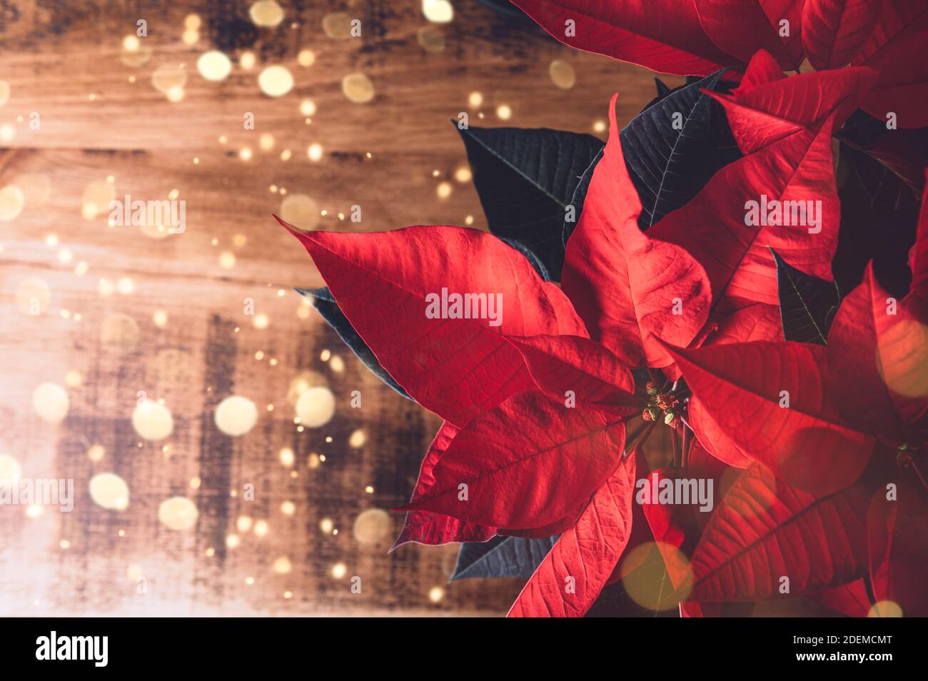 Christmas Poinsettia in ceramic pot Stock Photo Alamy
