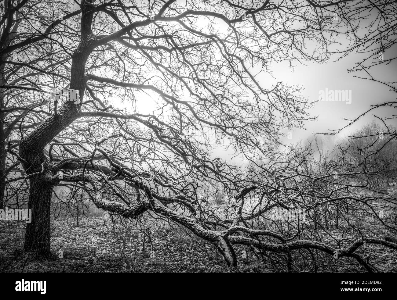 Morning sun in winter fog shines through the silhouette of an oak tree ...