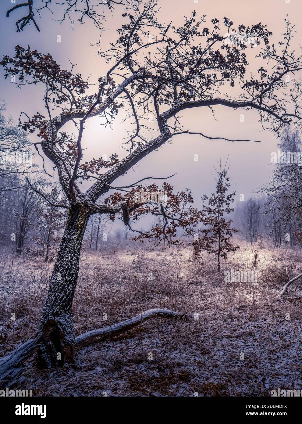 Gnarled Old Oak Tree High Resolution Stock Photography and Images - Alamy