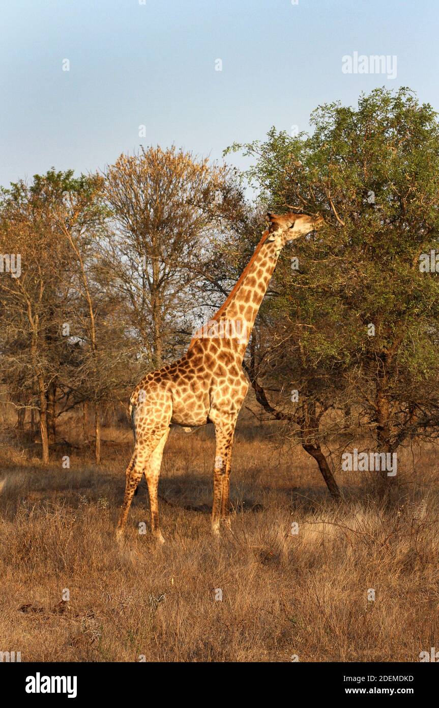 South African giraffe or Cape giraffe (Giraffa camelopardalis giraffa), feeding from a Acacia tree, Kruger National Park, South Africa Stock Photo