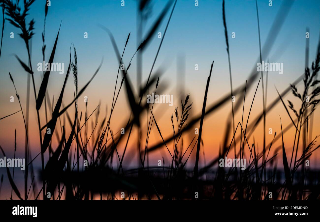 Grass in silhouette on a warm orange sunset by the ocean. . High quality photo Stock Photo
