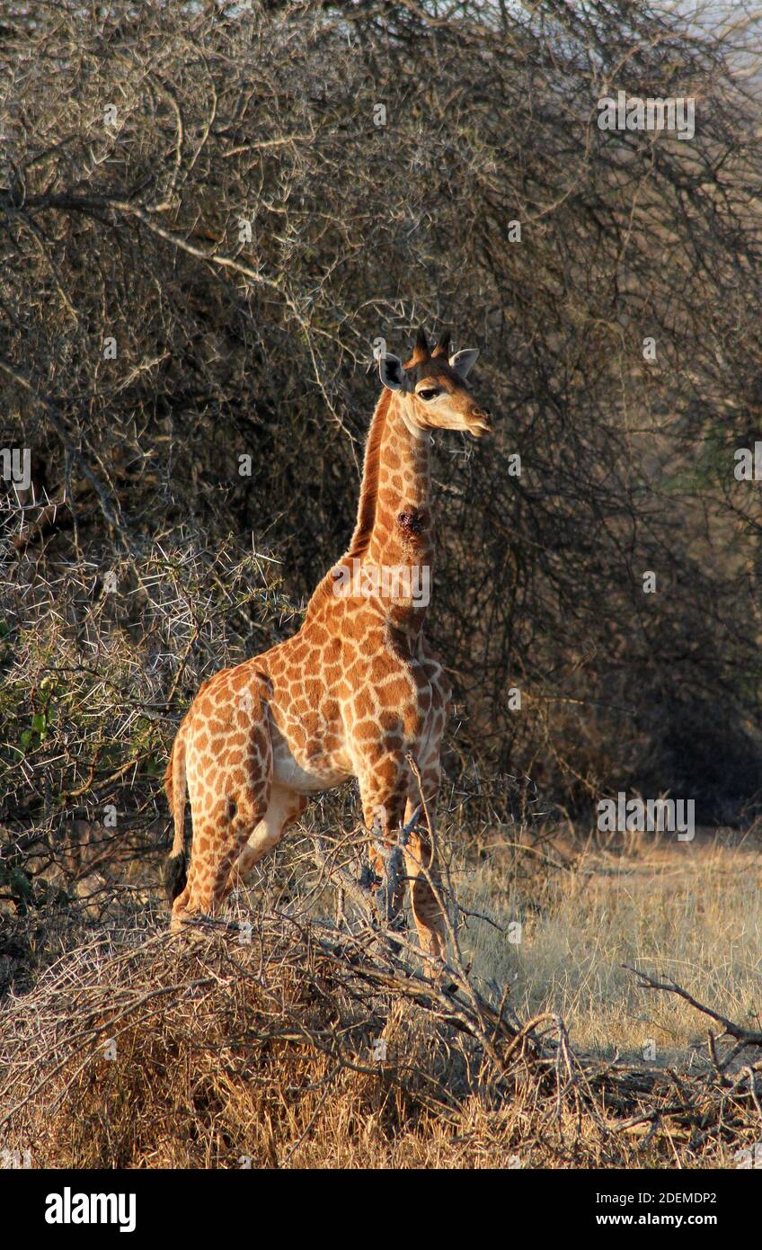 Young South African giraffe or Cape giraffe (Giraffa camelopardalis giraffa), Kruger National Park, South Africa Stock Photo