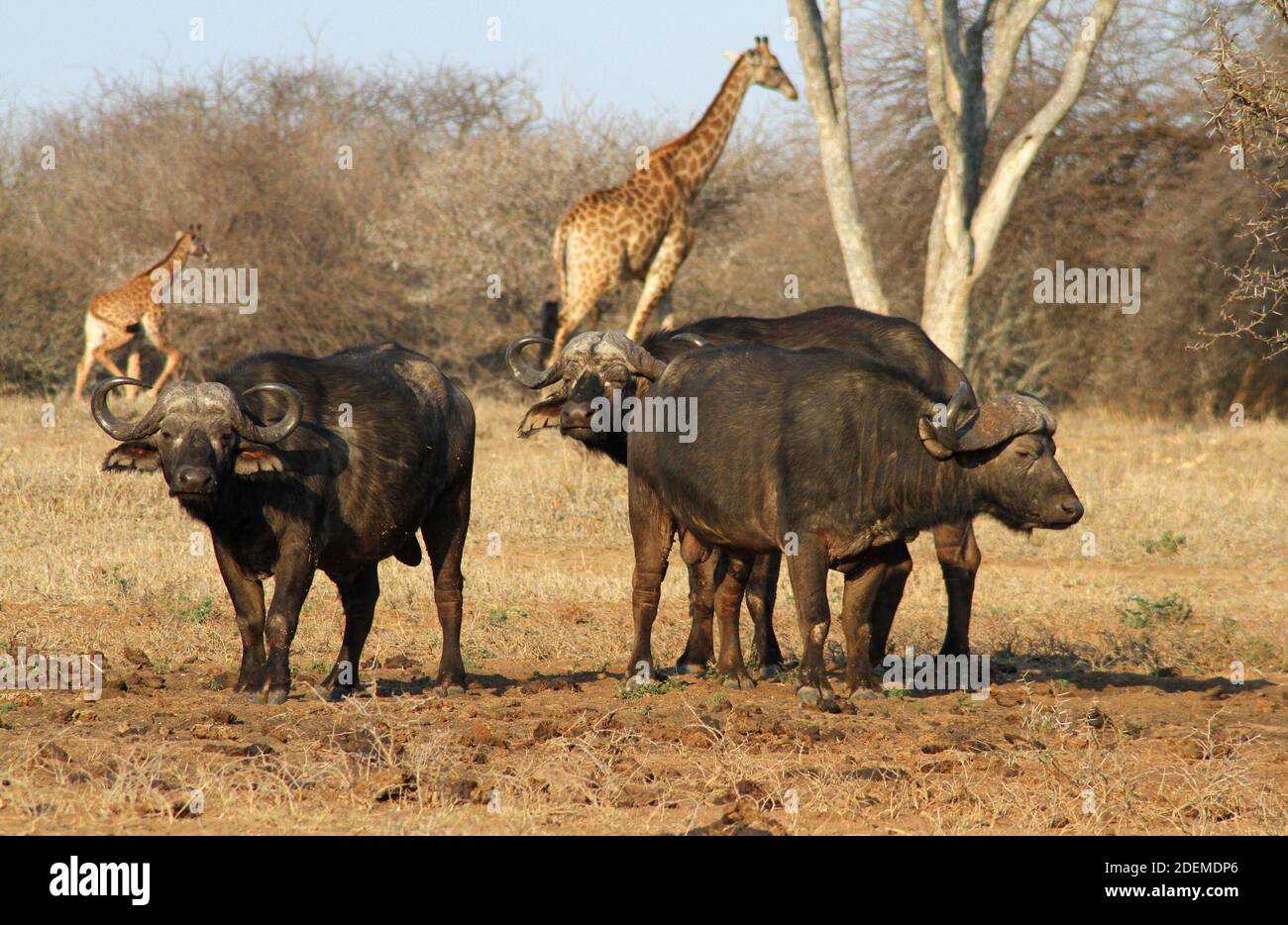 African buffalo or Cape buffalo (Syncerus caffer) with South African giraffe or Cape giraffe (Giraffa camelopardalis giraffa) in the background, Kruge Stock Photo