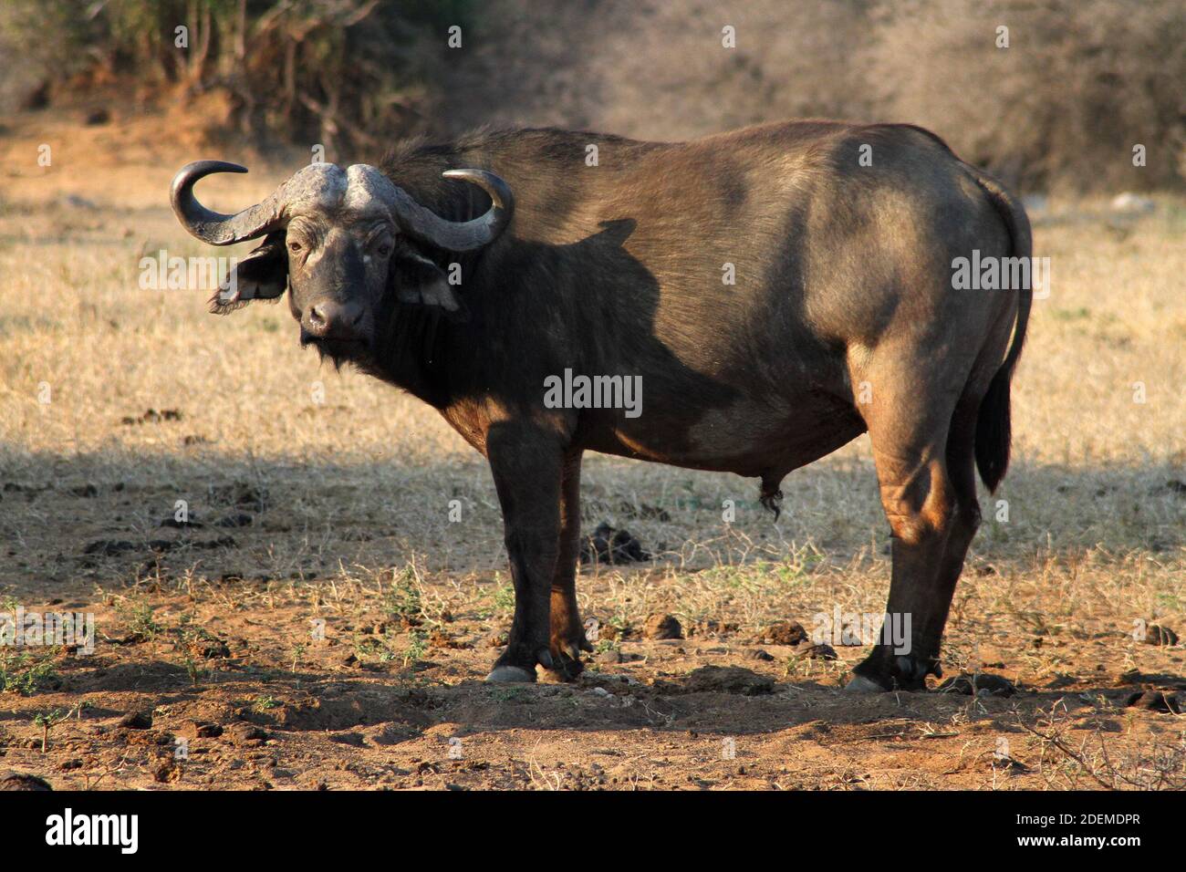 African buffalo or Cape buffalo (Syncerus caffer caffer), Kruger National Park, South Africa Stock Photo