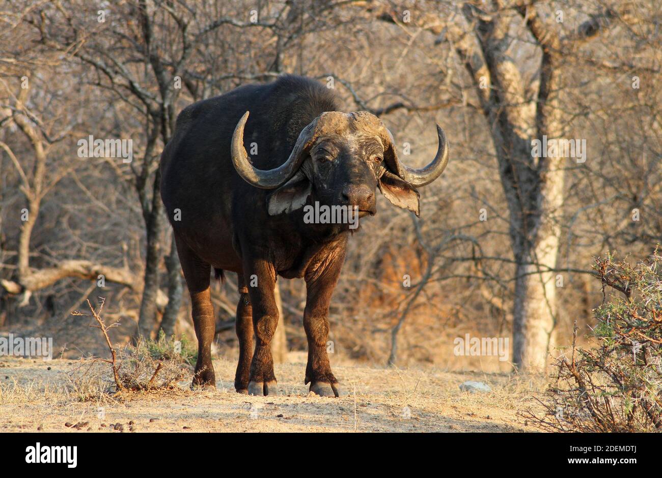 African buffalo or Cape buffalo (Syncerus caffer caffer), Kruger National Park, South Africa Stock Photo