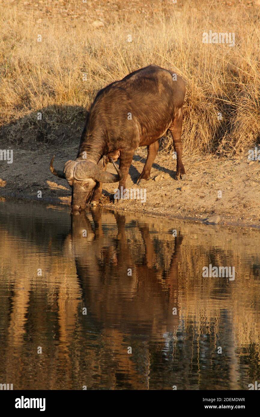 African buffalo or Cape buffalo (Syncerus caffer caffer) drinking water, Kruger National Park, South Africa Stock Photo