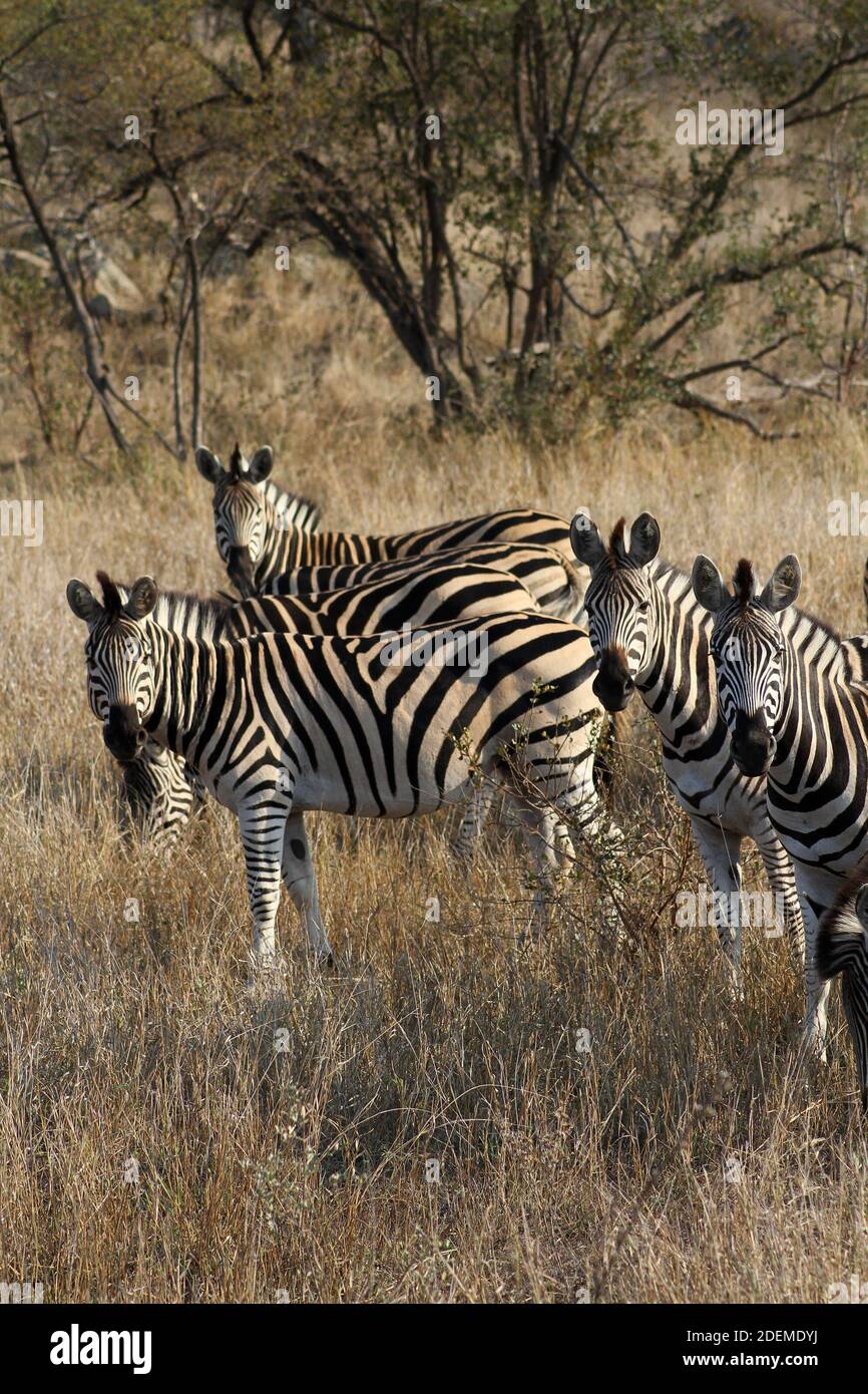 Herd of Zebra (Equus quagga, formerly Equus burchellii), Kruger National Park, South Africa Stock Photo