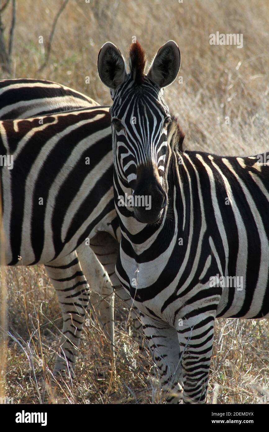 Herd of Zebra (Equus quagga, formerly Equus burchellii), Kruger National Park, South Africa Stock Photo