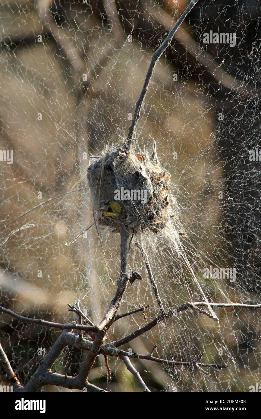 Large spider nest / web, Kruger National Park, South Africa Stock Photo