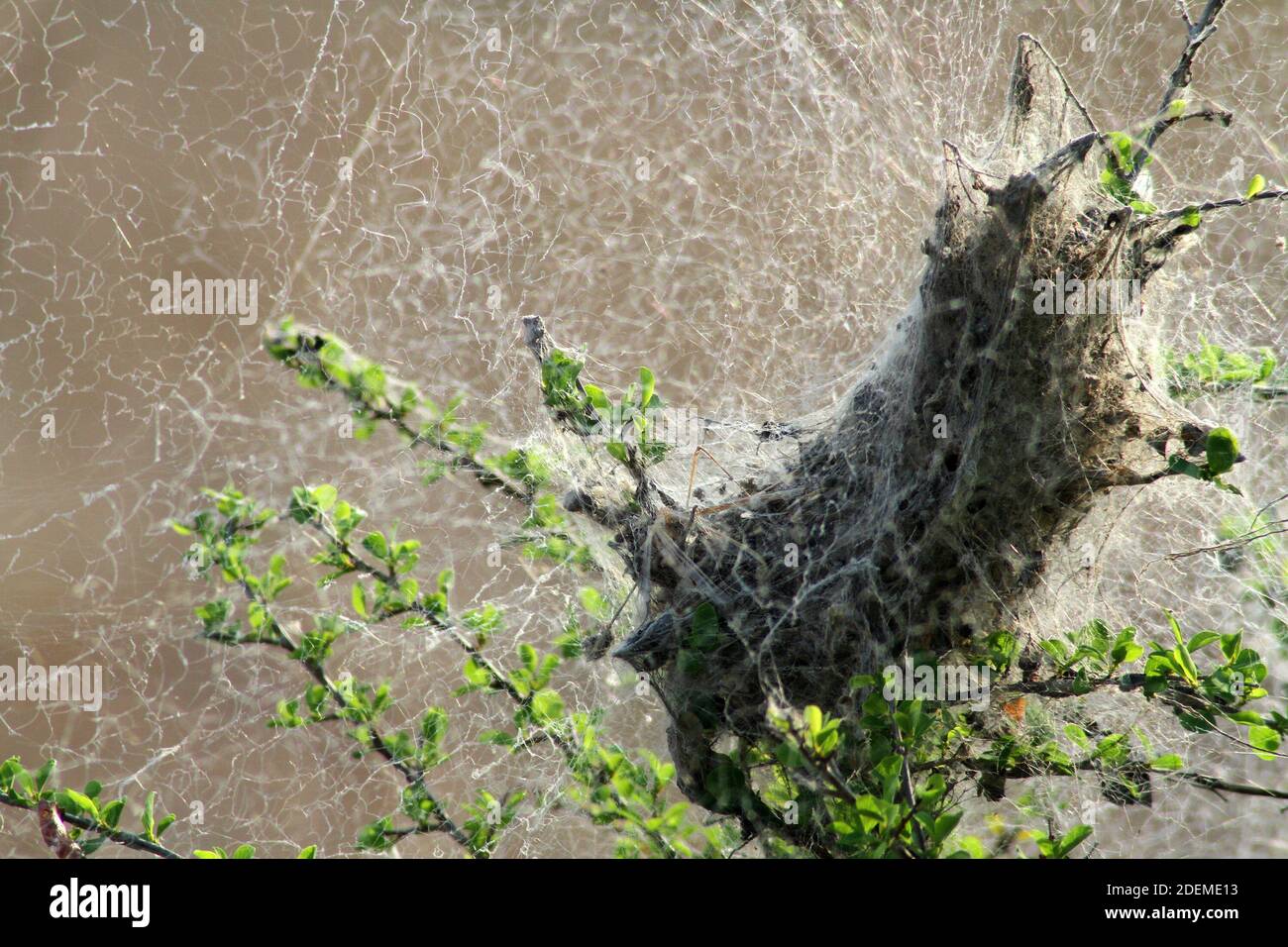 Large spider nest / web, Kruger National Park, South Africa Stock Photo