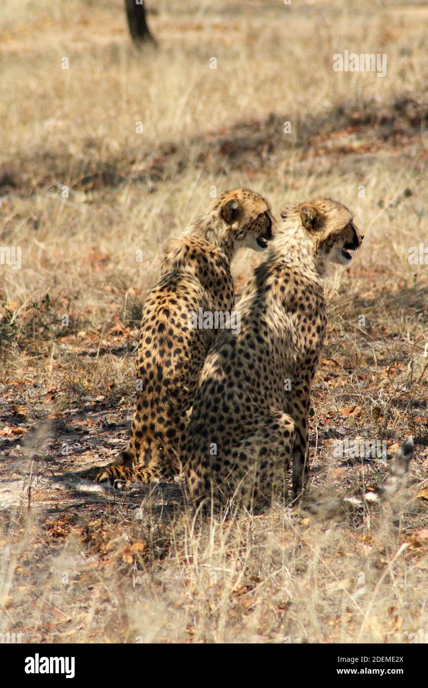 Cheetah (Acinonyx jubatus), Hoedspruit Endangered Species Centre, South Africa Stock Photo