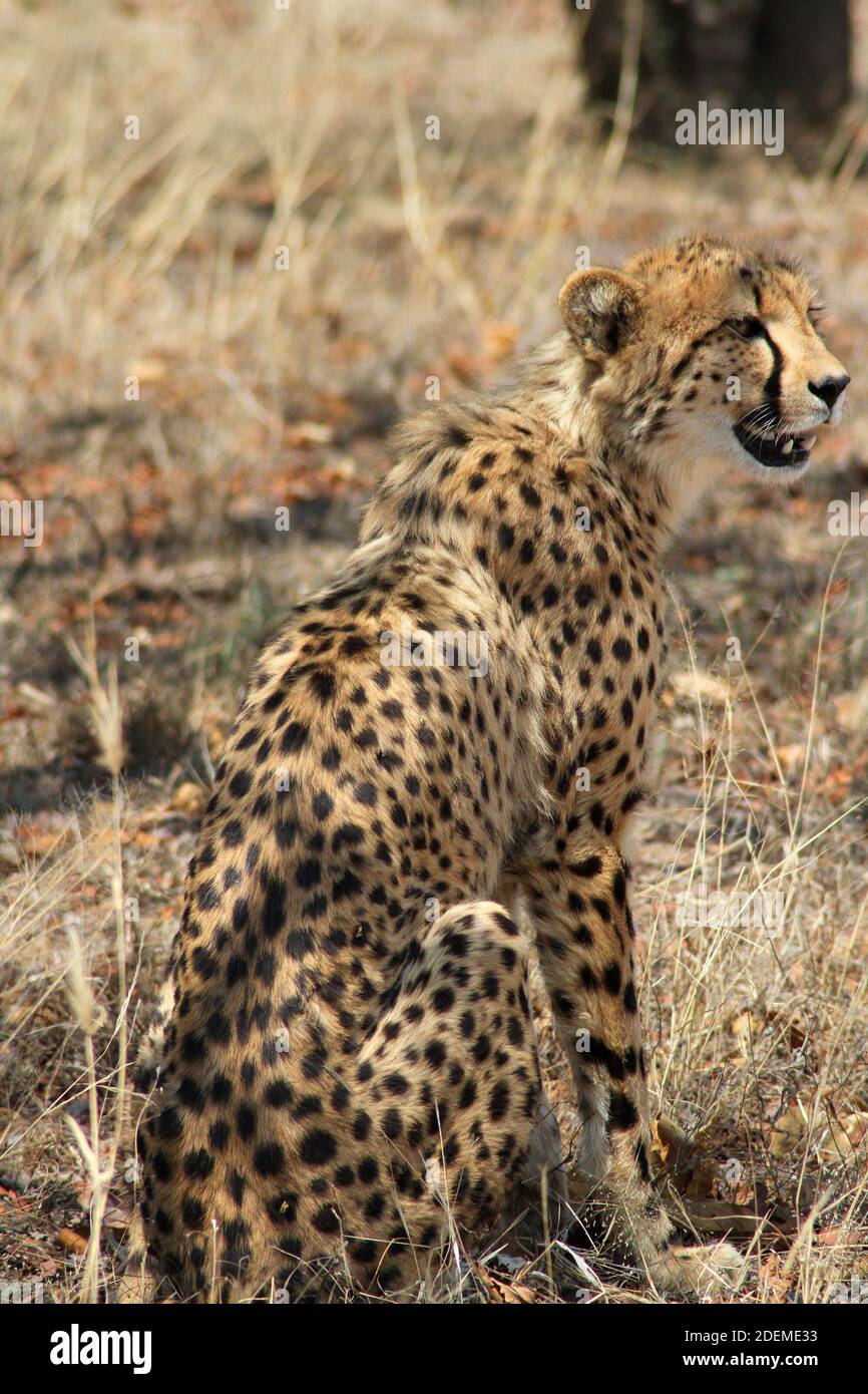 Cheetah (Acinonyx jubatus), Hoedspruit Endangered Species Centre, South Africa Stock Photo