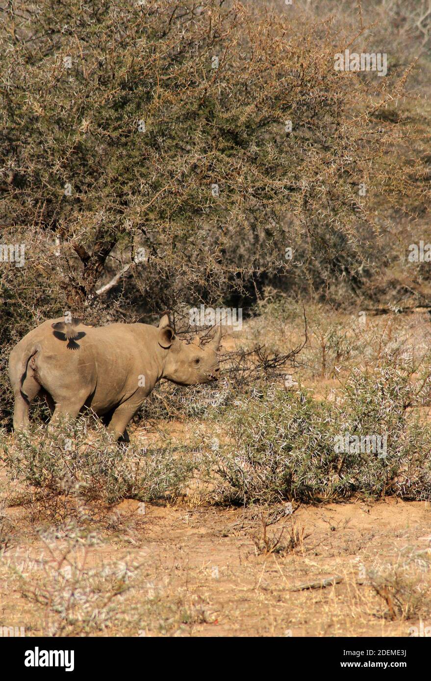Black rhinoceros or hook-lipped rhinoceros (Diceros bicornis), South Africa Stock Photo