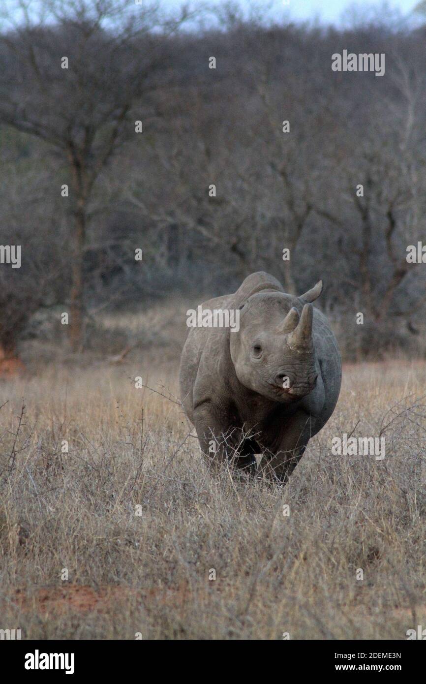 Black rhinoceros or hook-lipped rhinoceros (Diceros bicornis), South Africa Stock Photo