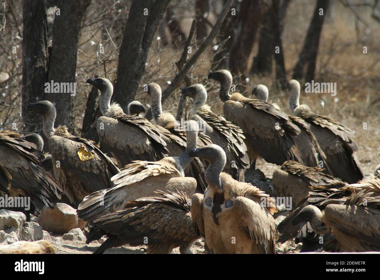 Cape vulture or Cape griffon (Gyps coprotheres), Hoedspruit Endangered Species Centre, South Africa Stock Photo
