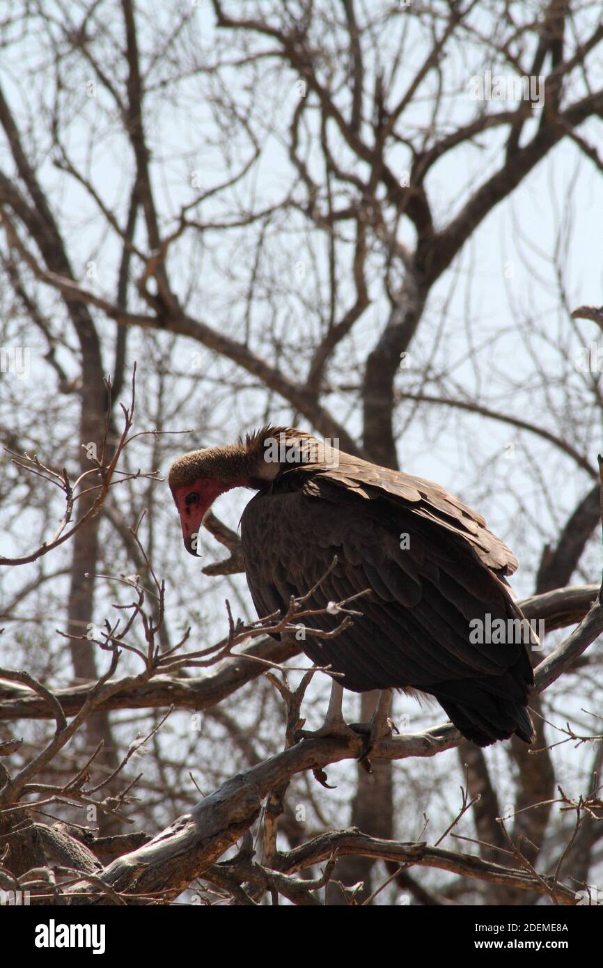 Hooded vulture (Necrosyrtes monachus), Hoedspruit Endangered Species Centre, South Africa Stock Photo
