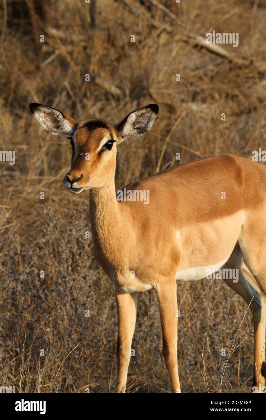 Impala (Aepyceros melampus), Kruger National Park, South Africa Stock Photo