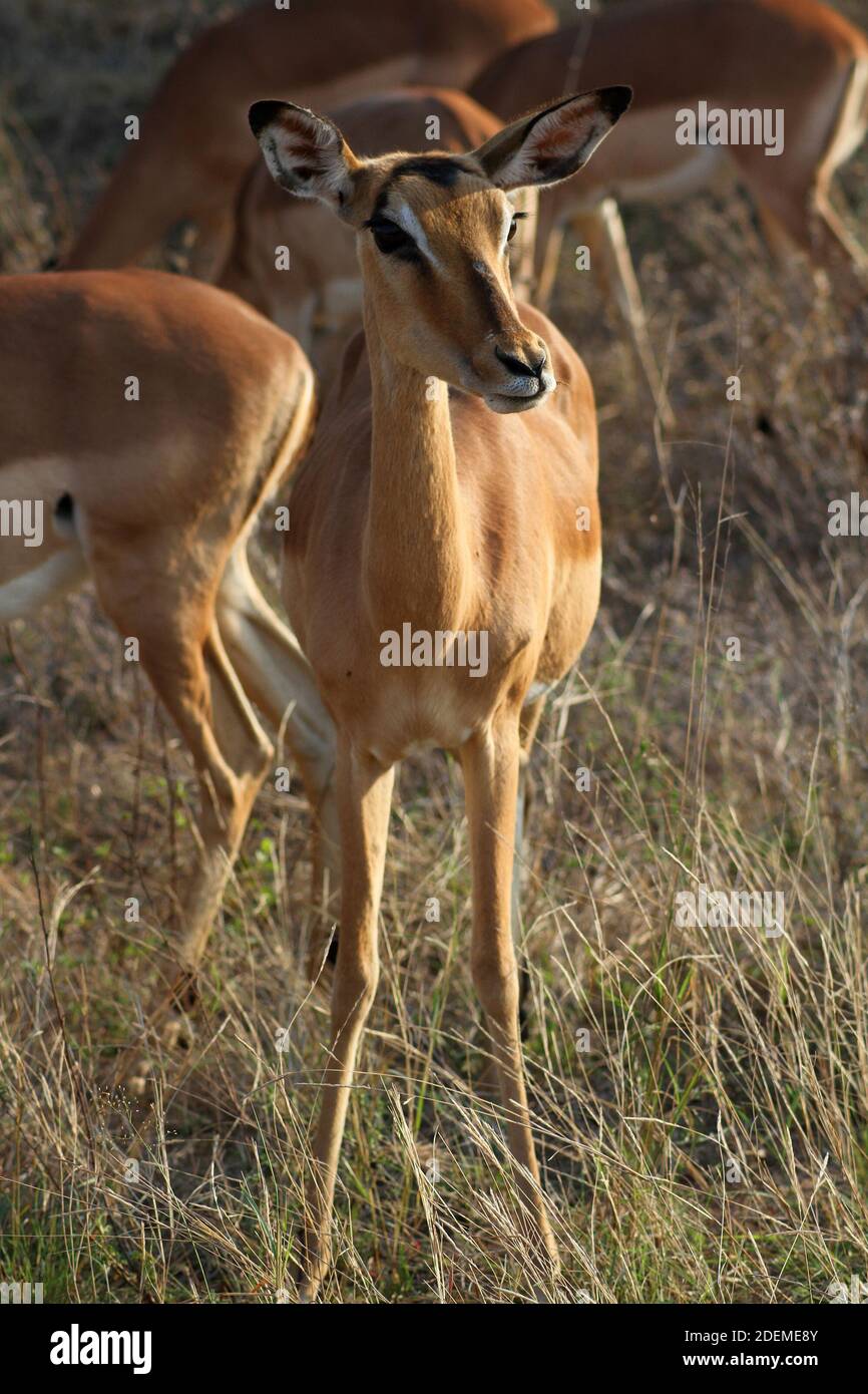 Impala (Aepyceros melampus), Kruger National Park, South Africa Stock Photo