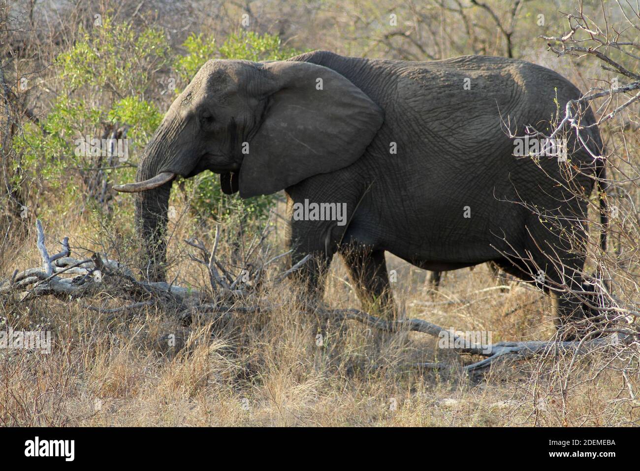 African elephant (Loxodonta), Kruger National Park, South Africa Stock Photo