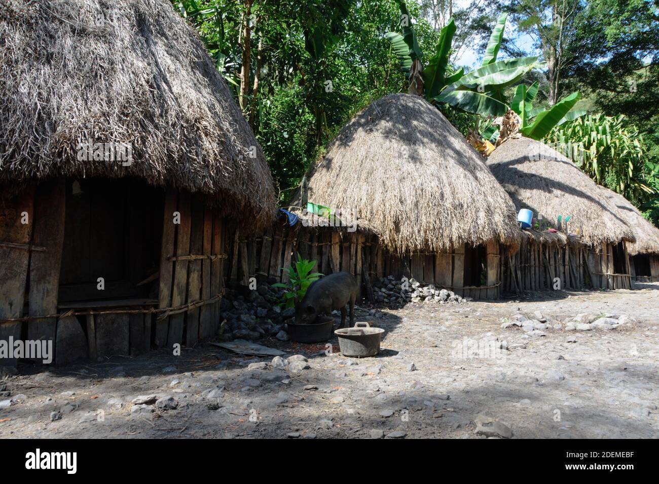 Round thatched hut in a traditional Dani village. Central Highlands ...