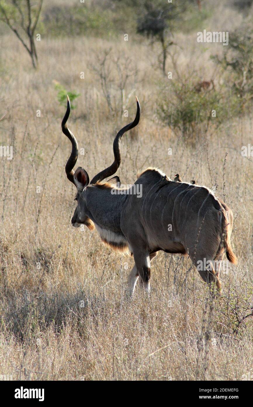 Greater kudu (Tragelaphus strepsiceros), Kruger National Park, South Africa Stock Photo