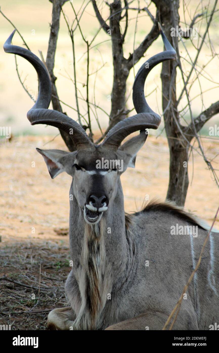 Greater kudu (Tragelaphus strepsiceros), Kruger National Park, South Africa Stock Photo