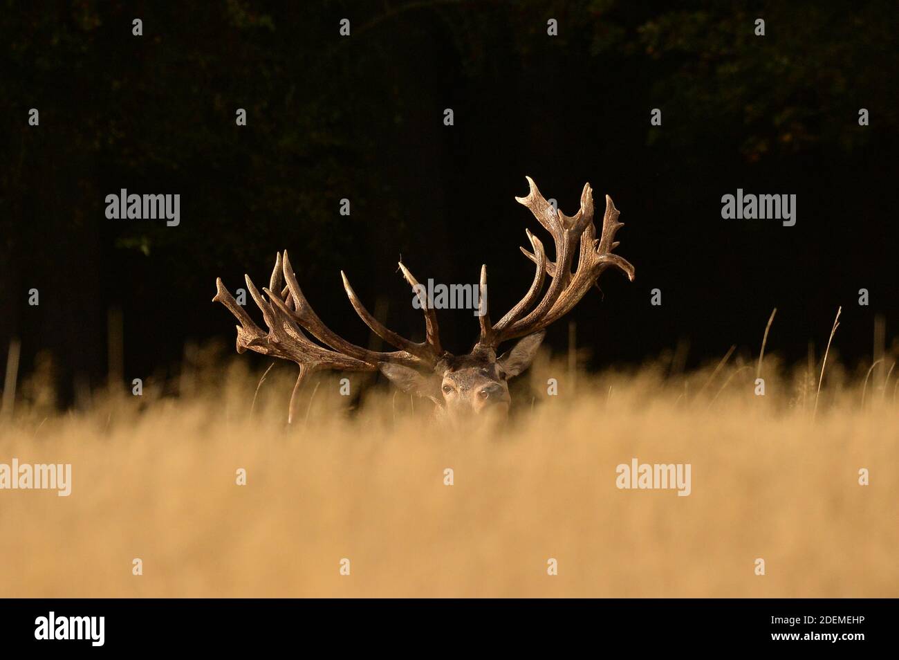 Red stag resting in a field Stock Photo