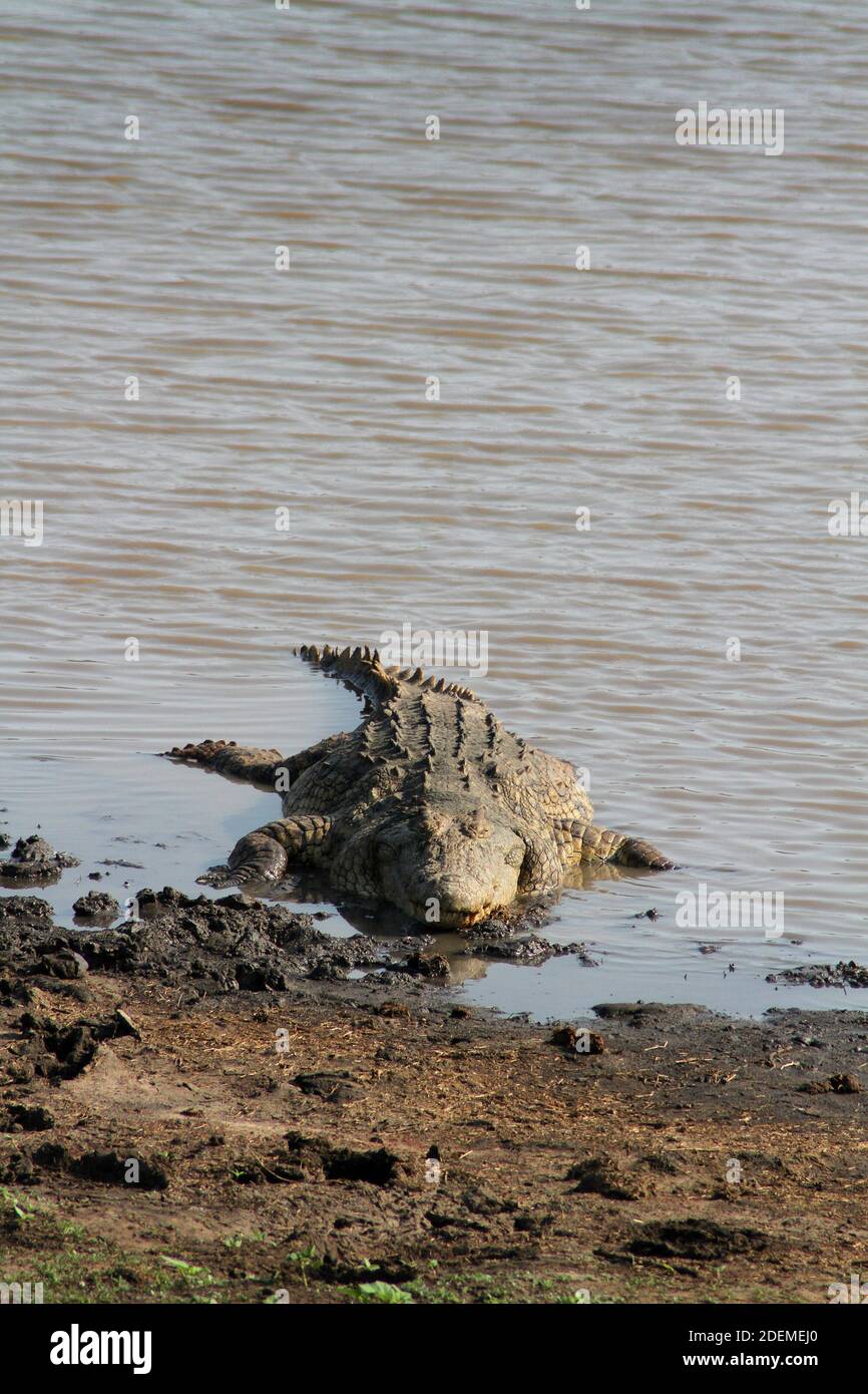 Nile crocodile (Crocodylus niloticus), Kruger National Park, South Africa Stock Photo