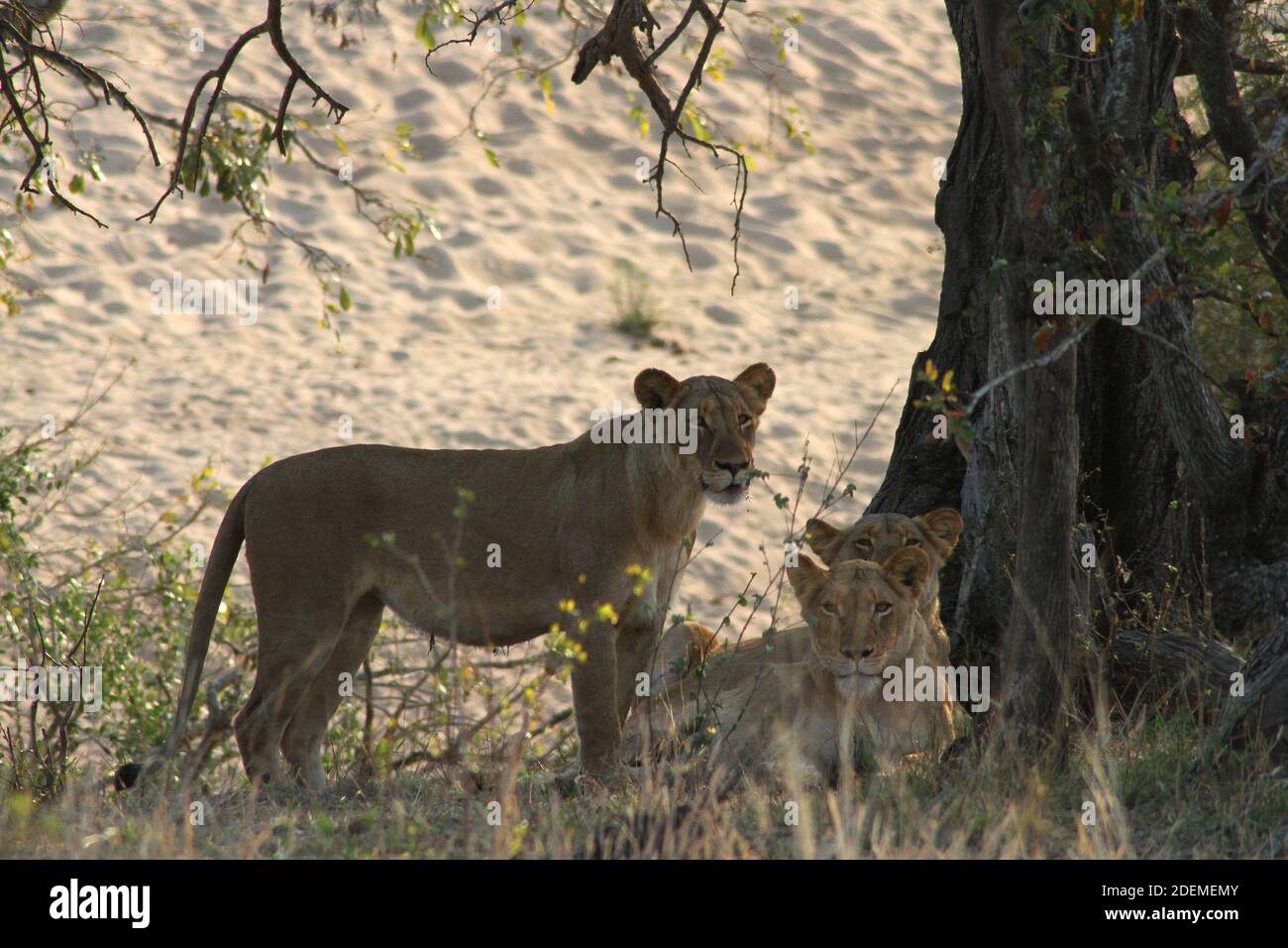 Lions (Panthera leo), Kruger National Park, South Africa Stock Photo