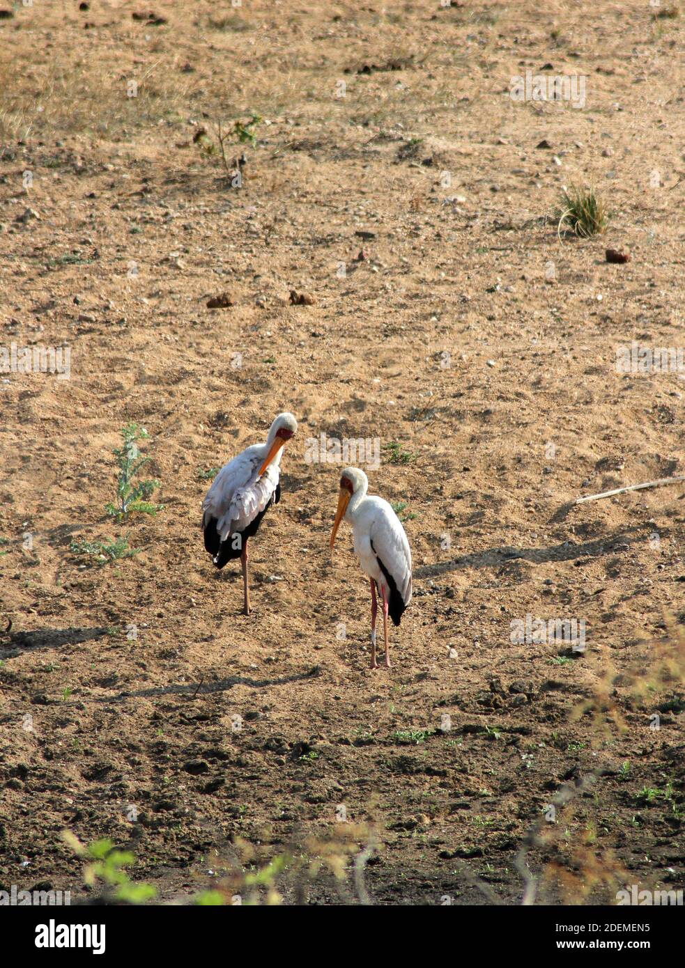 Yellow-billed stork (Mycteria ibis), Kruger National Park, South Africa Stock Photo