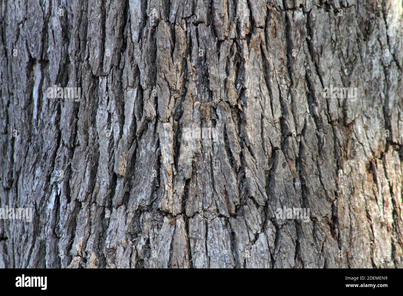 Texture of bark, Kruger National Park, South Africa Stock Photo