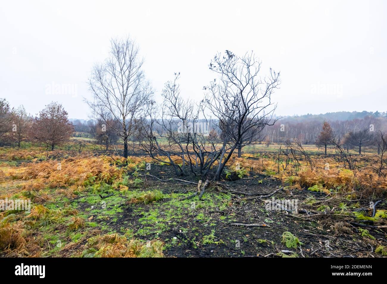 The blackened, charred remains of trees and bushes in Chobham Common following heath fires and early re-growth recovery, Chobham, Surrey Heath, Surrey Stock Photo