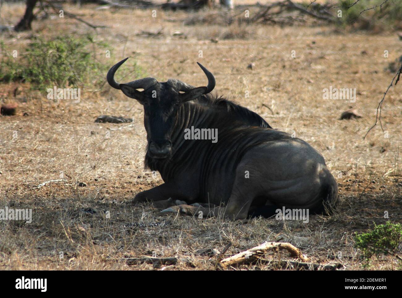 Blue wildebeest (Connochaetes taurinus), Kruger National Park, South Africa Stock Photo