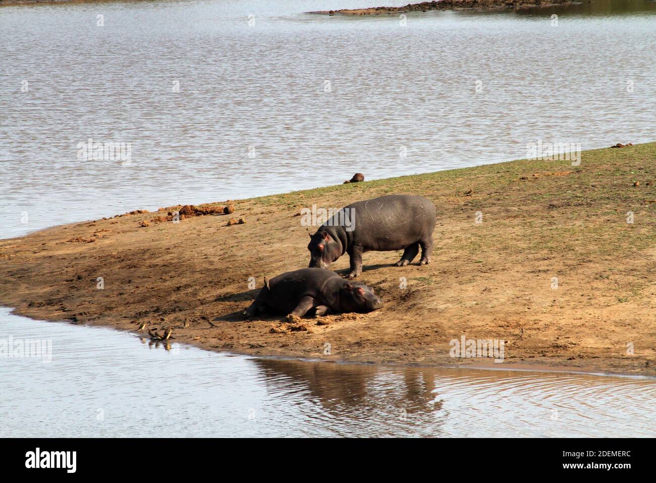 Hippopotamus (Hippopotamus amphibius), Kruger National Park, South Africa Stock Photo