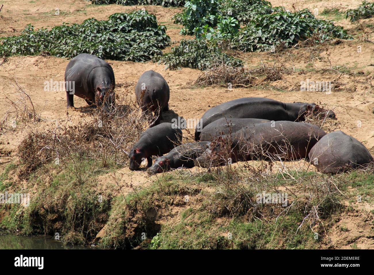 Hippopotamus (Hippopotamus amphibius), Kruger National Park, South Africa Stock Photo