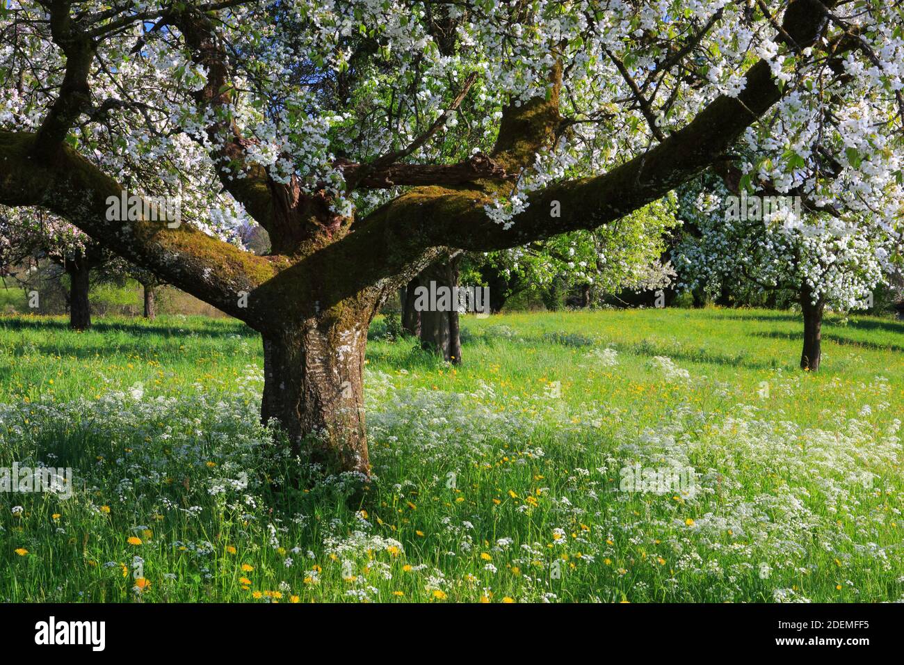 Flourishing fruit tree in the field hi-res stock photography and images ...