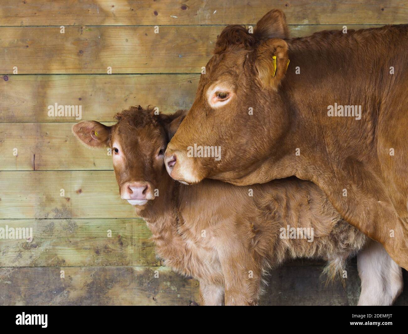 Young bovine animal cow hi-res stock photography and images - Alamy
