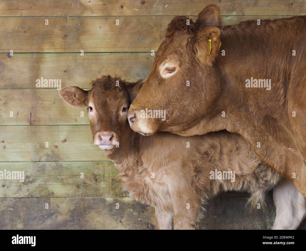 Limousin Calf And Cow High Resolution Stock Photography and Images - Alamy