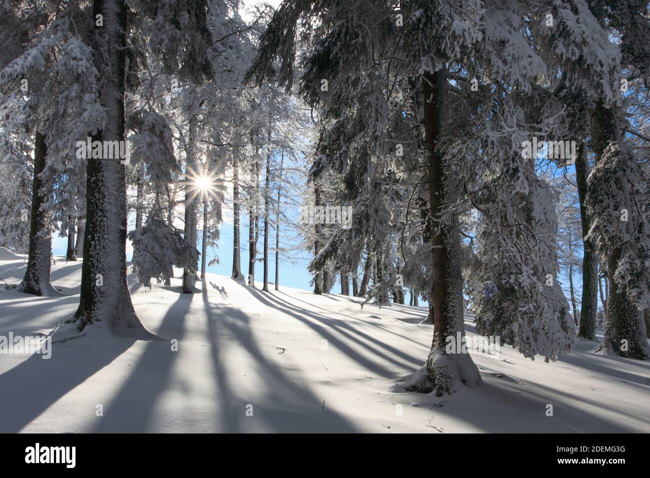 geography / travel, Switzerland, snowy fir forest, Additional-Rights-Clearance-Info-Not-Available Stock Photo