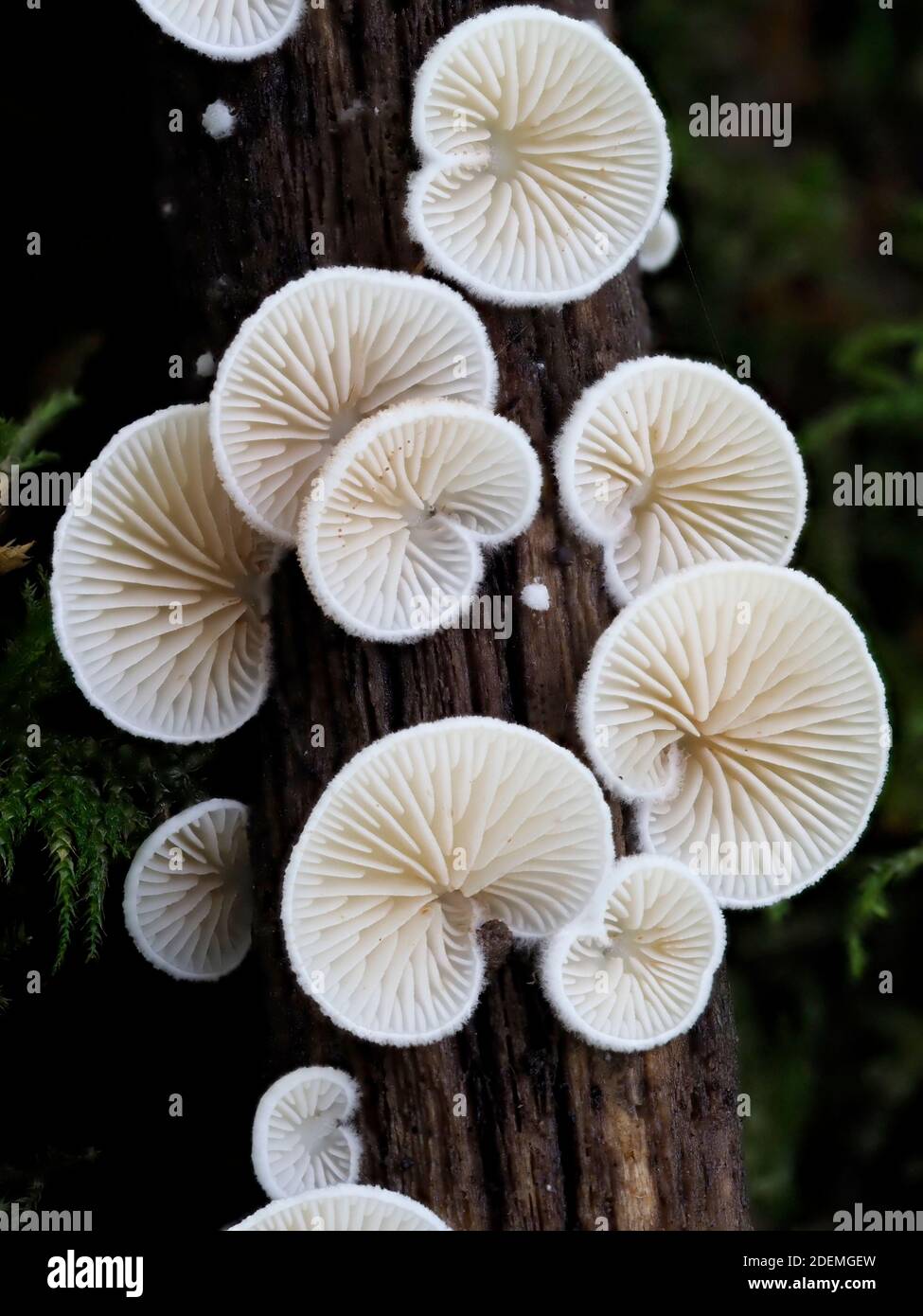 Split Gill Fungus (Schizophyllum commune) growing on branch, Ashenbank Woodland, Kent UK, Ancient woods Stock Photo