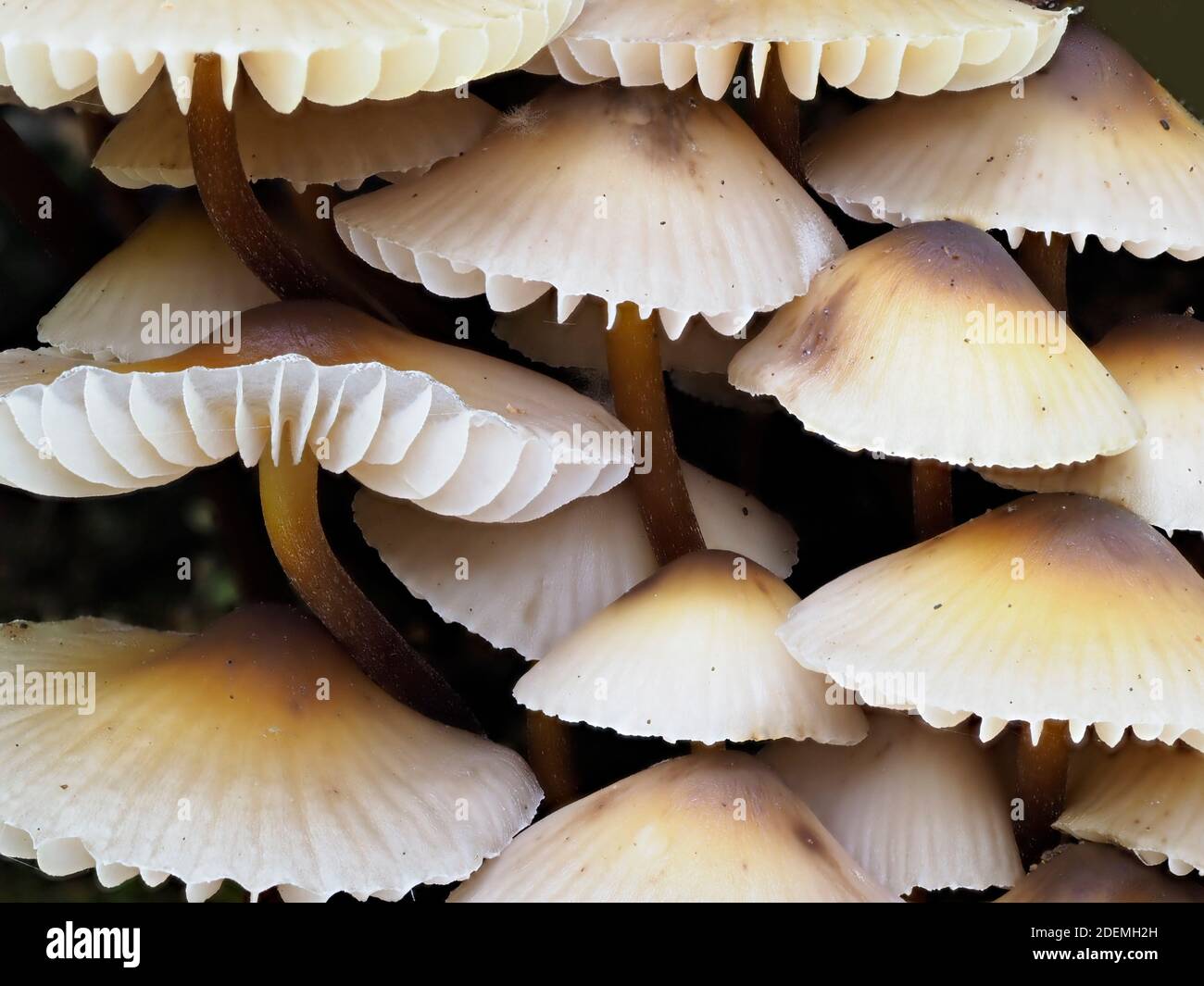 Clustered bonnet fungus (Mycena inclinata) close up showing gills underneath, East Blean Woodlands, Kent UK, stacked focus image Stock Photo