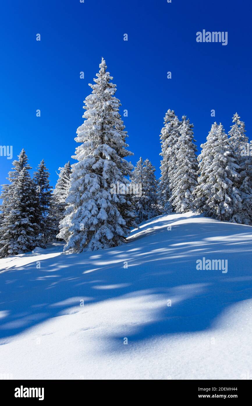 geography / travel, Switzerland, snowy fir forest in the Swiss Alps, Additional-Rights-Clearance-Info-Not-Available Stock Photo