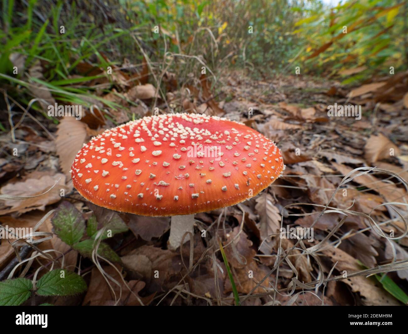 Fly Agaric Fungi (Amanita muscaria), East Blean Woodlands, Kent UK