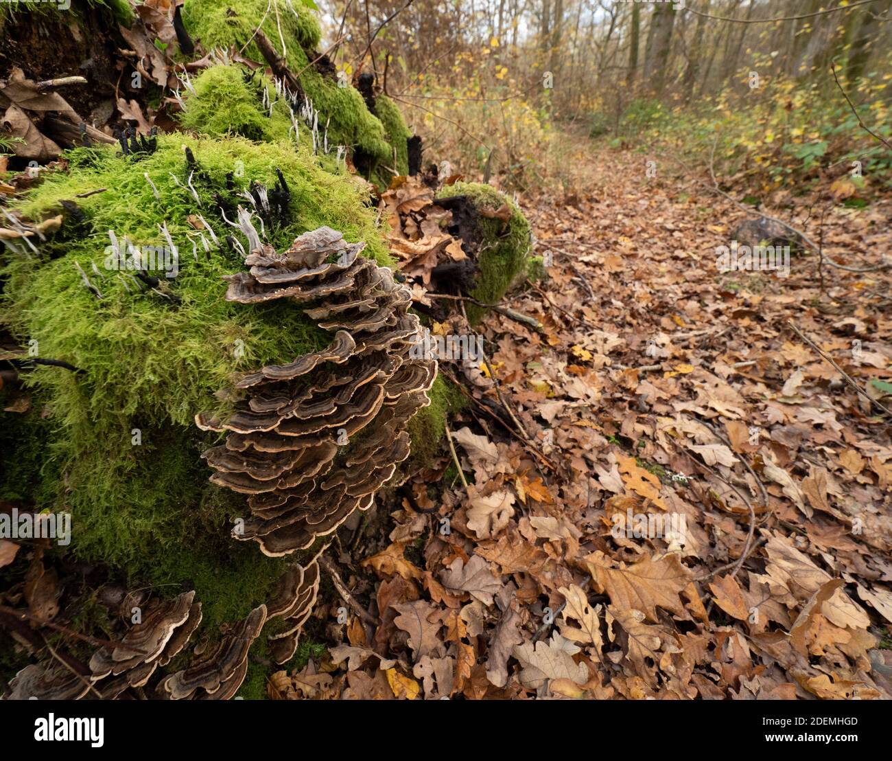 Turkey Tail Fungi (Trametes versicolor), common polypore fungus, Dering Woods, Kent UK, wide angle view Stock Photo
