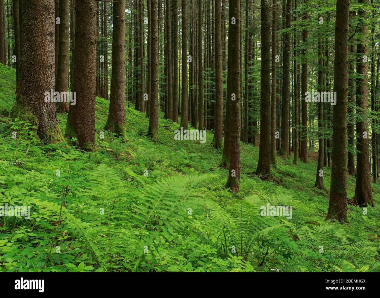 geography / travel, Switzerland, spruce forest in Appenzell, Additional-Rights-Clearance-Info-Not-Available Stock Photo